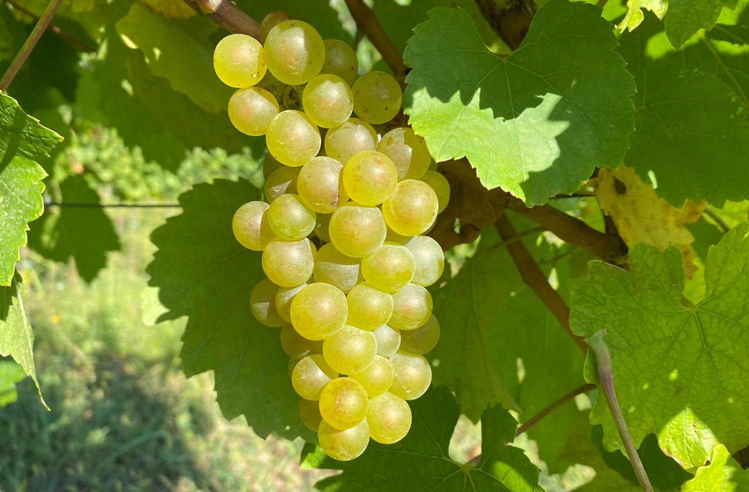 Grozd sorte Chardonnay u vinogradu vinarije Bjelica