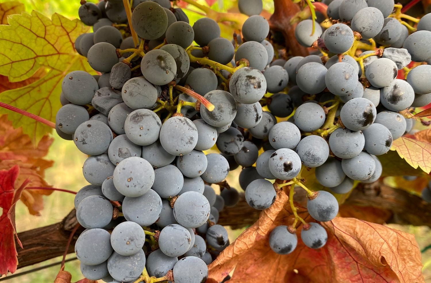 Grozd sorte Marselan u vinogradu vinarije Bjelica