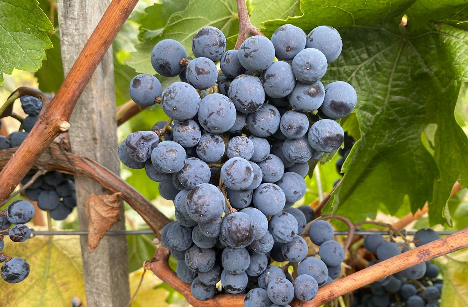 Grozd sorte Merlot u vinogradu vinarije Bjelica