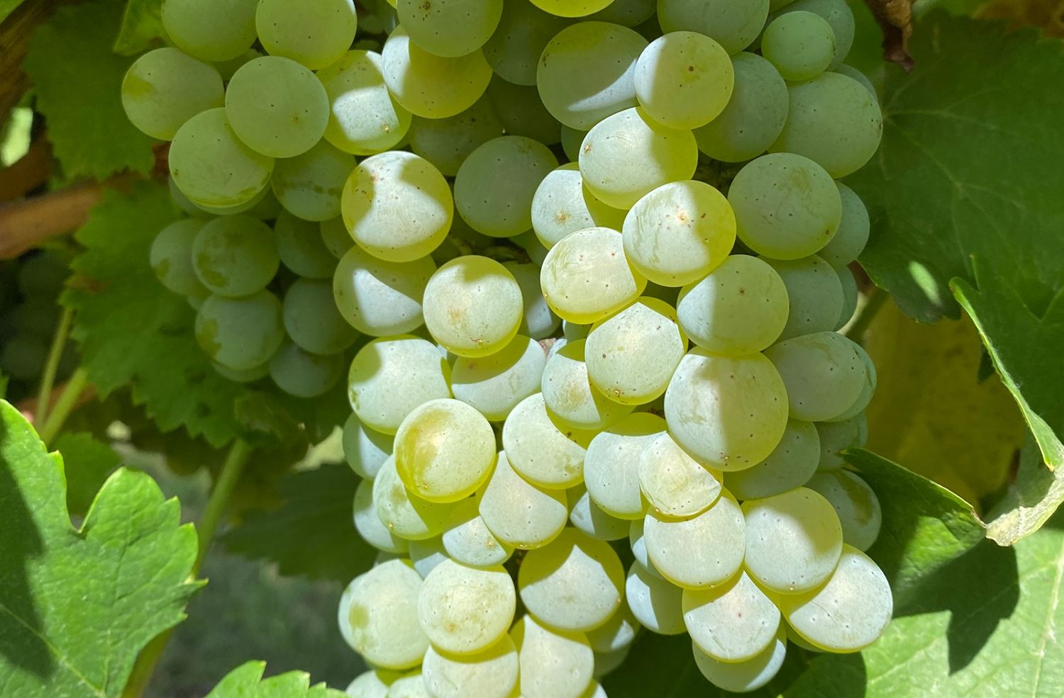 Grozd sorte Sauvignon blanc u vinogradu vinarije Bjelica