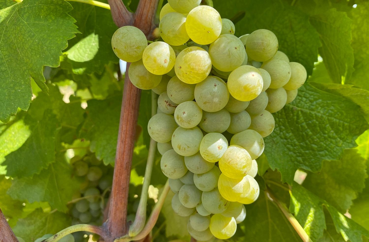 Grozd sorte Sémillon u vinogradu vinarije Bjelica