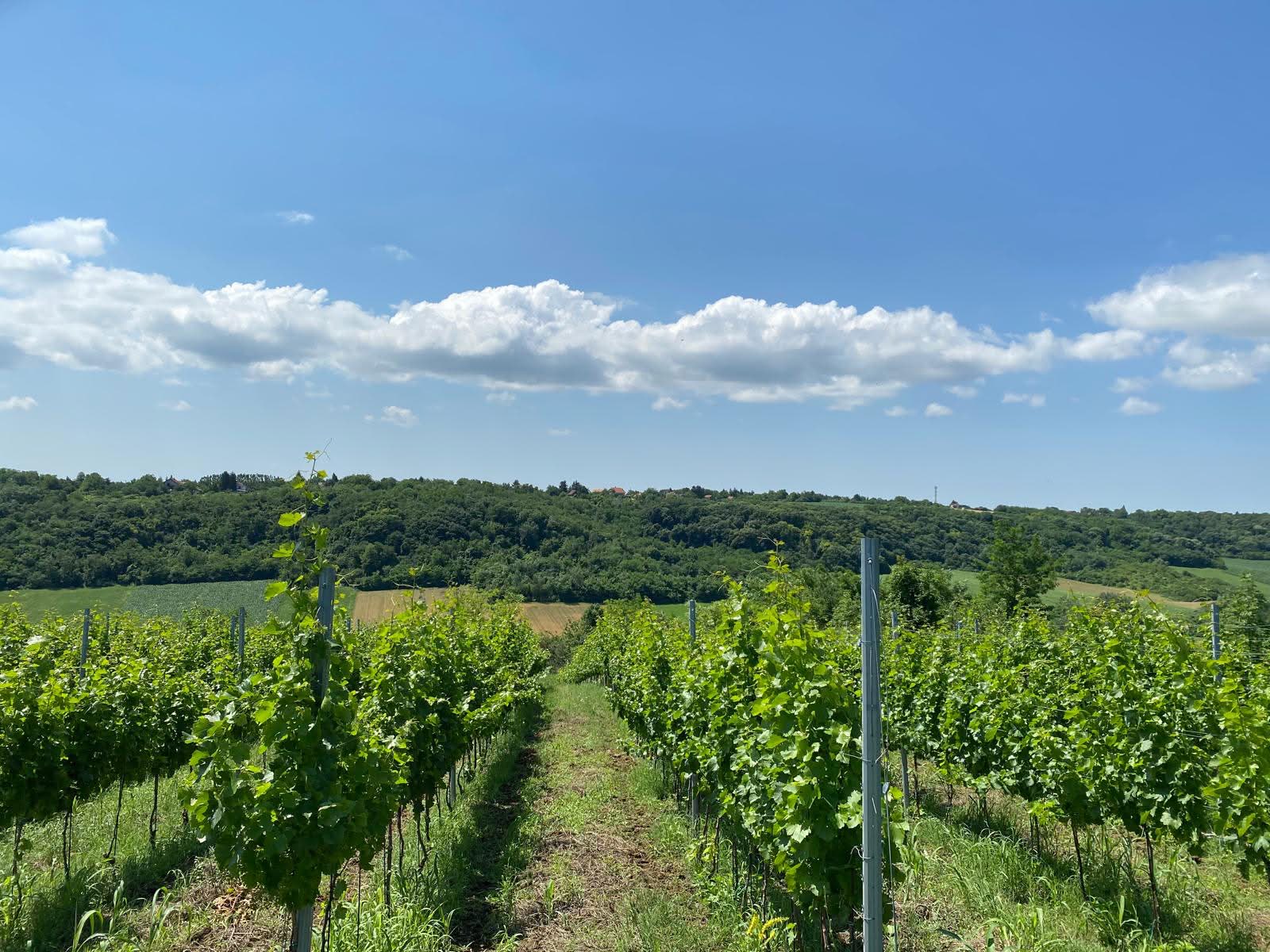 Vinograd Srednji breg u Čortanovcima