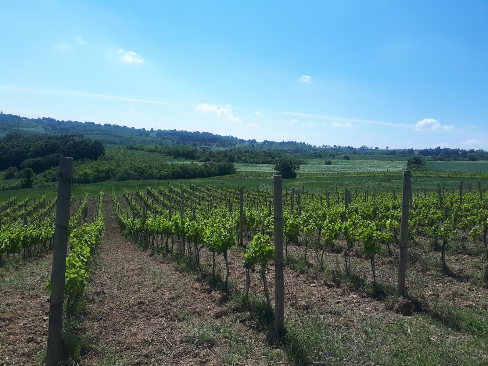 Vinograd Veliki vrhovi na Banstolu