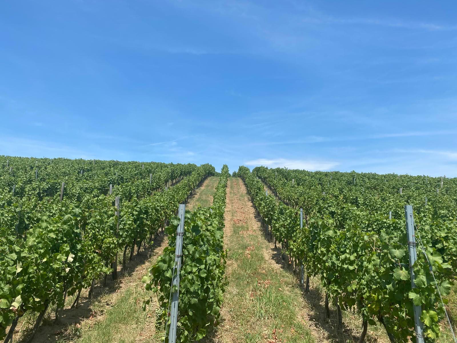 Panorama vinograda vinarije Bjelica na Fruškoj gori