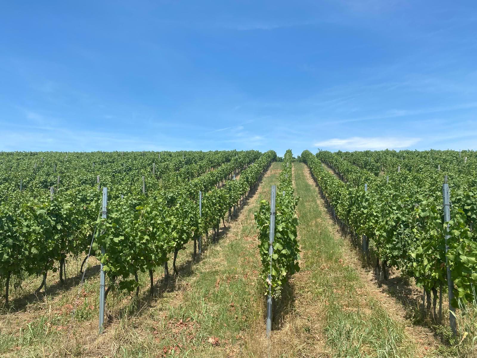 Bjelica vineyards on the slopes of Fruška Gora